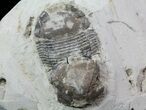 Bumastus Ioxus Trilobite (Pos/Neg) - New York #68516-1